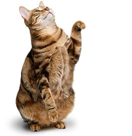 Rigorous Standards. Uncompromising Quality.
For Your Pet's Peace of Mind.