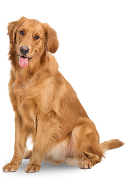 Rigorous Standards. Uncompromising Quality.
For Your Pet's Peace of Mind.